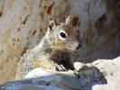 wildlife_squirrel2_s.jpg