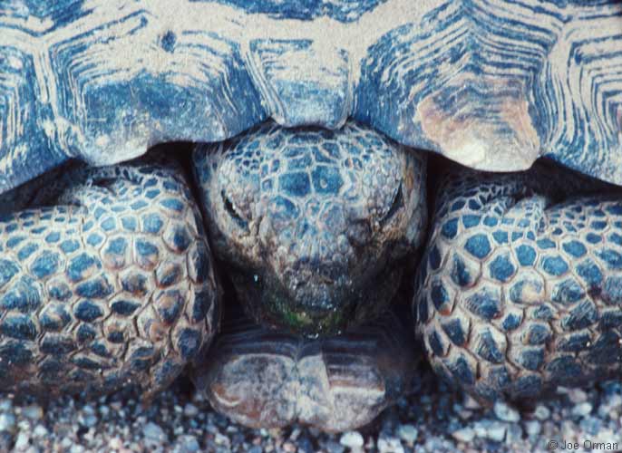 [wildlife_tortoise1.jpg]