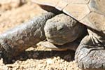 wildlife_tortoise2_s.jpg