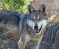 wildlife_wolf1_s.jpg